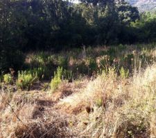 Le terrain à notre arrivée