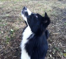 Sous le regard vigilant de Belle