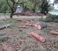 Le sapin...en morceaux!