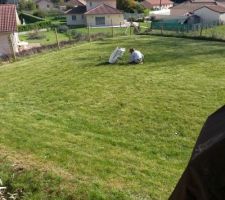 Mon petit loup en train de semer les trous qui restent dans la pelouse, en espérant que certaines graines prennent...