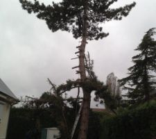 Abattage du pin