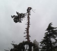 Abattage du pin