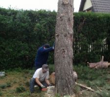 Abattage du pin