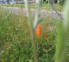 Piquettage de Juillet