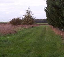 Les chevreuils se ballade derrière la maisons