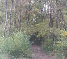 C'est le chemin qui longe la parcelle et qui s'enfonce ensuite dans la foret, d'où l'intitulé du récit