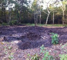 Terrain après abattage/dessouchage des arbres : un vrai champ de bataille !