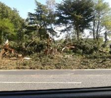 Abbatage des arbres