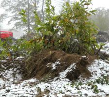 Une des souches de châtaigner sorties de terre. Elles sont assez impressionnantes