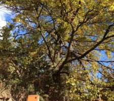 L\'arbre du voisin implanté non loin de la limite séparative à perdu pas mal de branche lors des chutes de neige importante de ces derniers jours !