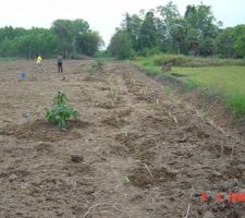 2009 - 1&egrave;re plantations de manguiers et bananiers et autre arbres fruitiers