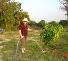 2009 - EN fond de terrain , incroyablle la vitesse a laquelle cela pousse en 6 mois.
arrosage d'un manquier