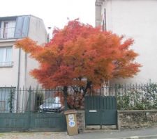 Mon rêve.... Il est beau cet arbre. Dommage qu'il ne soit pas chez moi!