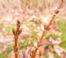 Les forsytias bourgeonnent