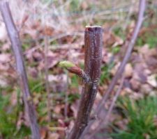 Les ribes bourgeonnent aussi :)