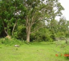Le terrain la premi&egrave;re fois que je l'ai d&eacute;couvert en 2005, avec la souche sur laquelle j'ai m&eacute;dit&eacute;.  ans plus tard ils allaient oser me les arracher, c'est vrai il y avait des termites et ils &eacute;taient malades.