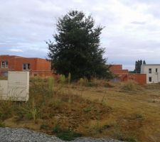 Terrain 390 m2. Avec un arbre qui vient d etre abattu.