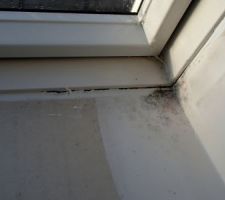 Moisissures velux