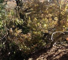 Arbre du voisin étant tombé sur notre terrain. Les branches tenant encore à ce dernier.