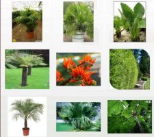 Propositions de plantation