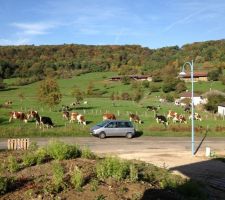 Les vaches qui viennent constater la remise des clés