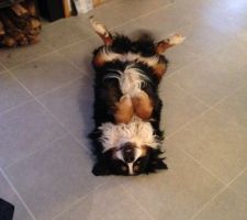 Boubou aime le sol chauffant