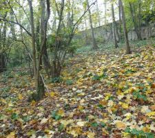 Tombent les feuilles...