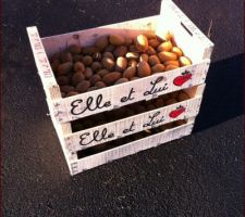 Les kiwis du jardin