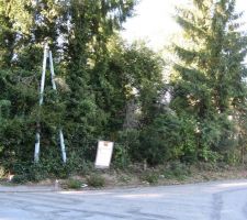 Le terrain avec ces arbres