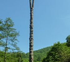 Coupe du sapin