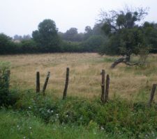 Terrain avant le nettoyage!