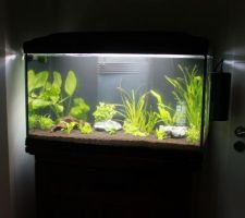 Remise en place de l'aquarium: étape 2: les plantes