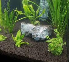 Remise en place de l'aquarium: étape 2: les plantes