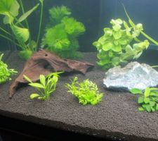 Remise en place de l'aquarium: étape 2: les plantes