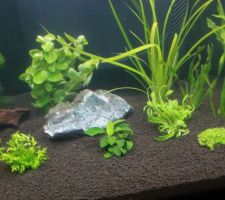 Remise en place de l'aquarium: étape 2: les plantes