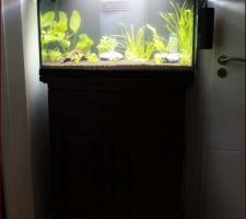 Remise en place de l\'aquarium: étape 2: les plantes