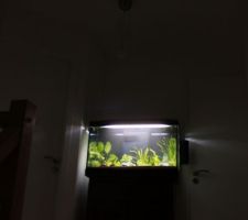 Remise en place de l\\\'aquarium: étape 2: les plantes