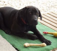 CALINE qui a bien grandi (38kg) et qui vient d\'avoir 1 an