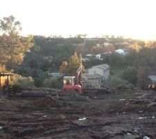 Quelques pins en moins....