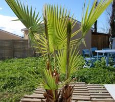 Nouvelle acquisition: palmier chamaerops humilis