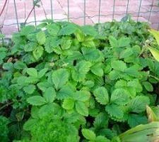 Fraises des bois