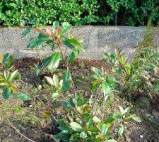 Photinia