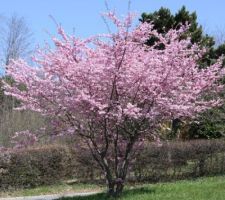 Prunus Accolade