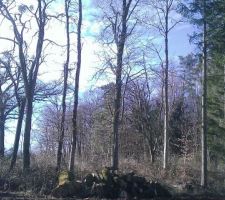 Arbre de la parcelle d'a coté après elagage.