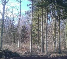 Arbre de la parcelle d'a coté après elagage.