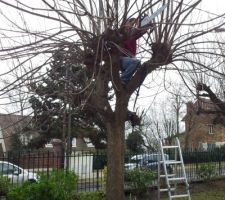 Un arbre en cours d'élagage