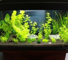 Aquarium au bout de 15 jours