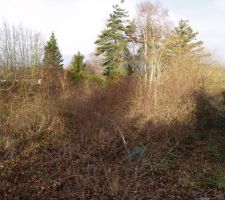 10 ans sans entretien !!!
difficile d'imaginer la superficie du
terrain ?!!