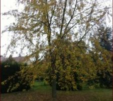 Arbre a couper