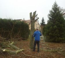 Abatage des arbres